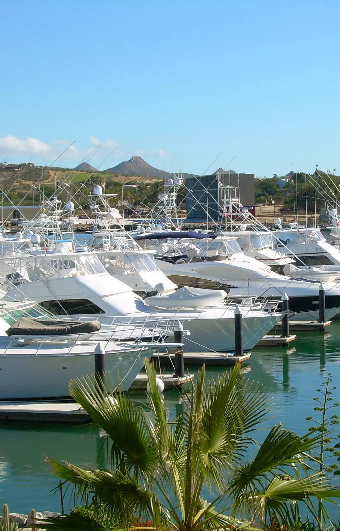 A row of sportfishing boats moored at the Puerto Los Cabos marina, palm fronds in the foreground and desert hills rising behind the harbor.