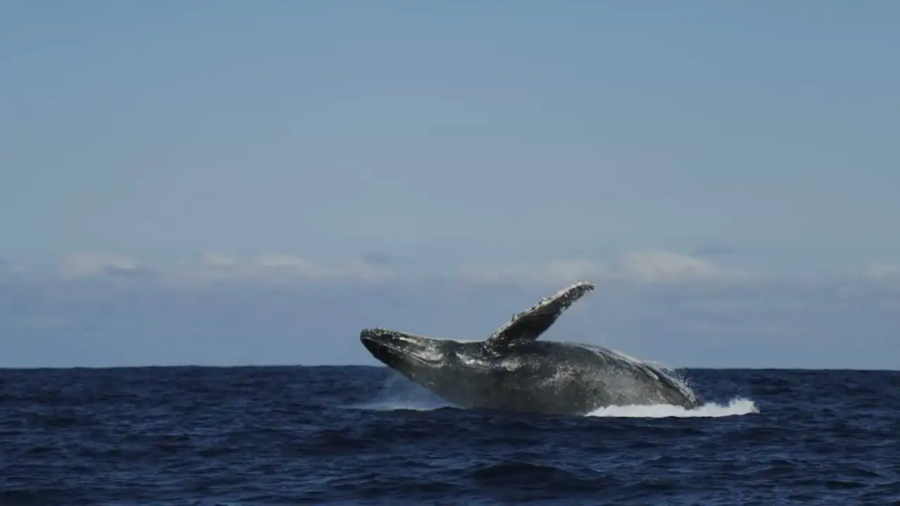 A whale breaching the surface of the Sea of Cortés, sending up a wide plume of spray against open water.